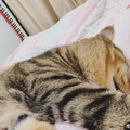 62cc3323gy1h6w3xk3sd6j21400u07b5.jpg