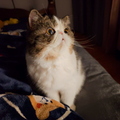 5700a6d7cc20c6ff64411fbafe9ea482.jpg